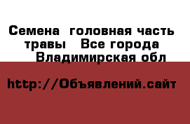 Семена (головная часть))) травы - Все города  »    . Владимирская обл.